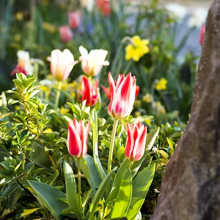 Hotel Et Restaurant Au Chasseur