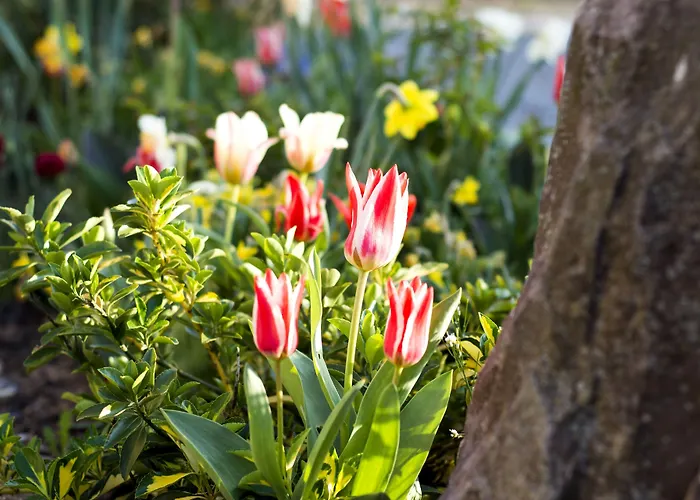 Hotel Et Restaurant Au Chasseur